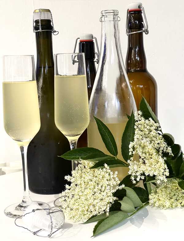 Elderflower Champagne